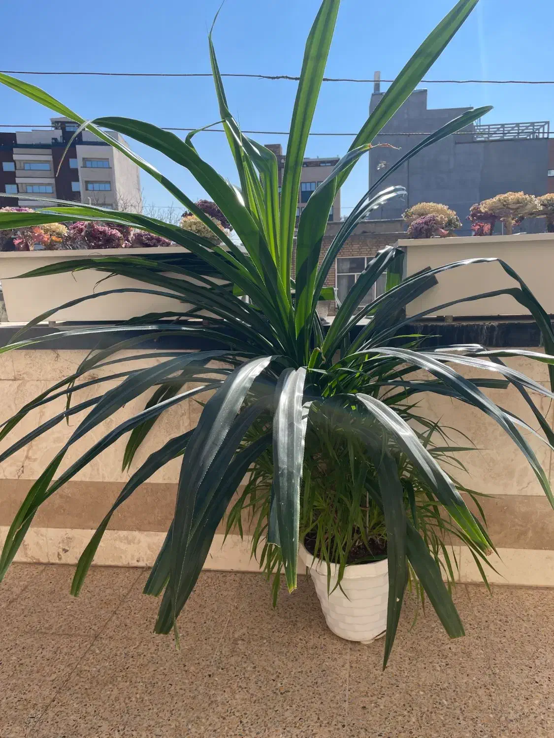 گل پاندانوس بزرگ|گل و گیاه طبیعی|شهرکرد, |دیوار