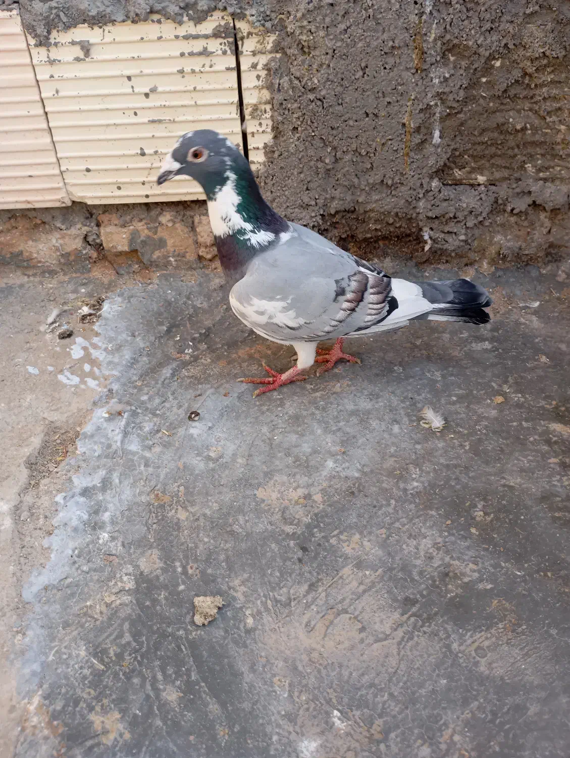 کبوتر|پرنده|میبد, |دیوار