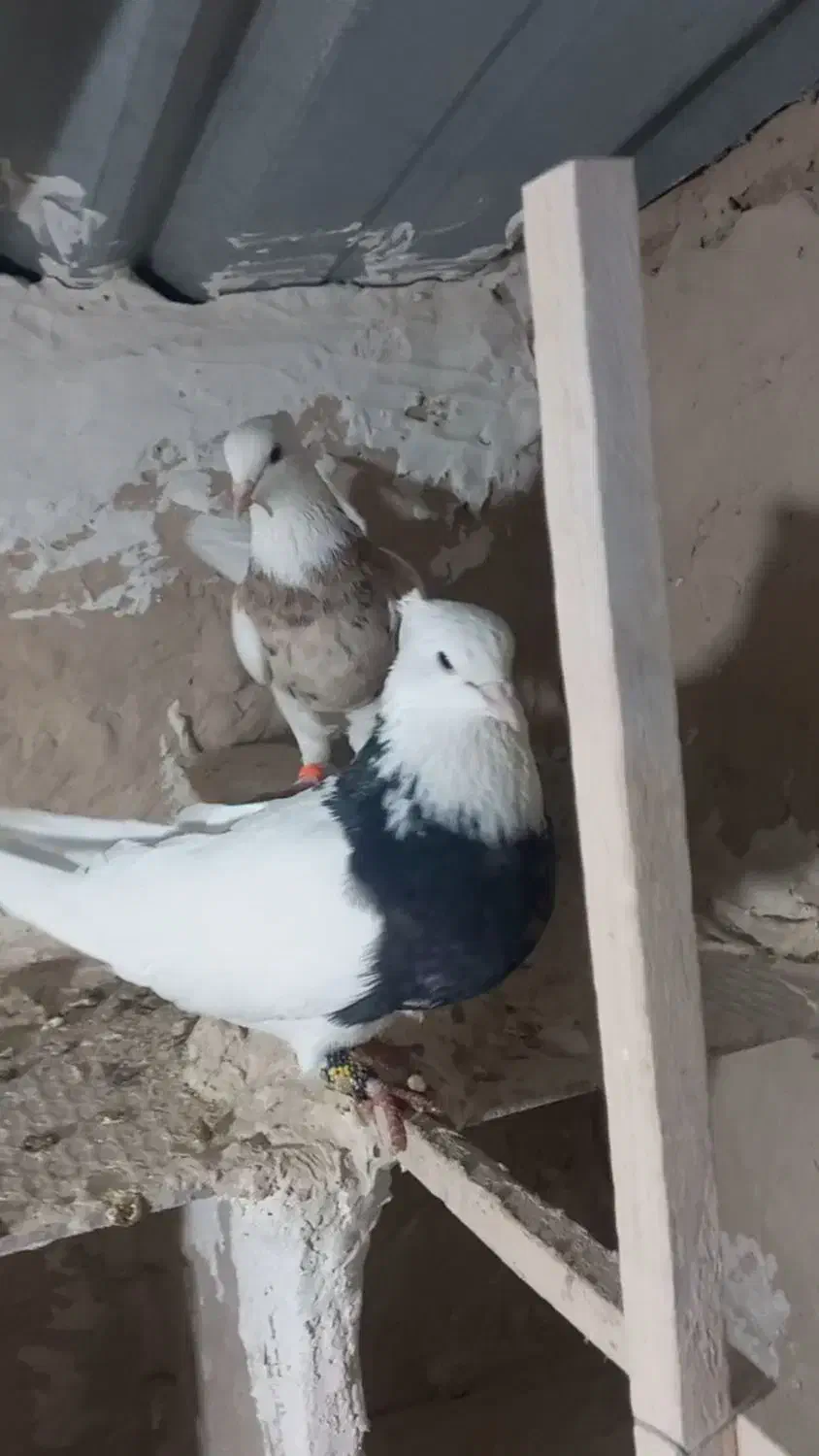 کبوتر طوقی سرور|پرنده|زرندیه, |دیوار