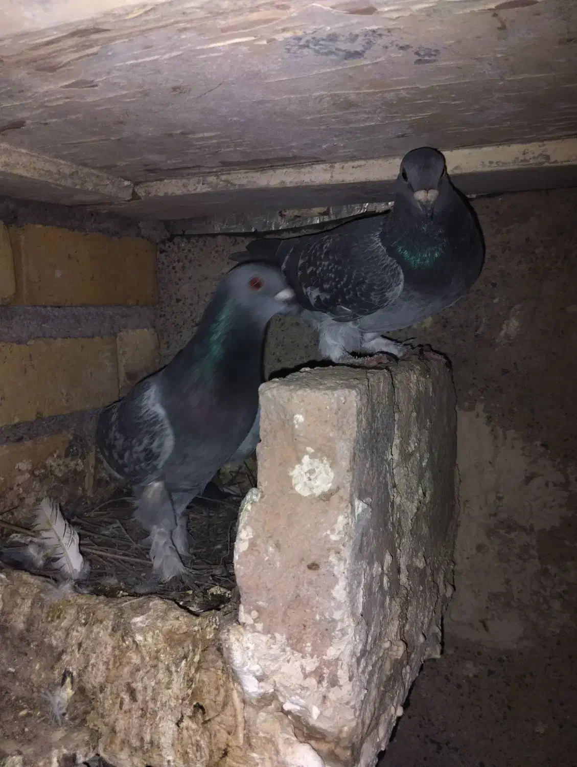 کبوتر|پرنده|تربتحیدریه, فرمانداری|دیوار