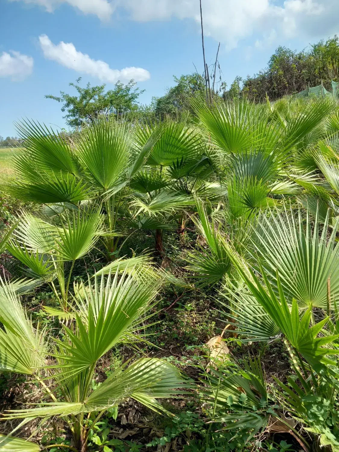 تعداد 200 عدد پالم داخل زمین به فروش میرسد|گل و گیاه طبیعی|واجارگاه, |دیوار
