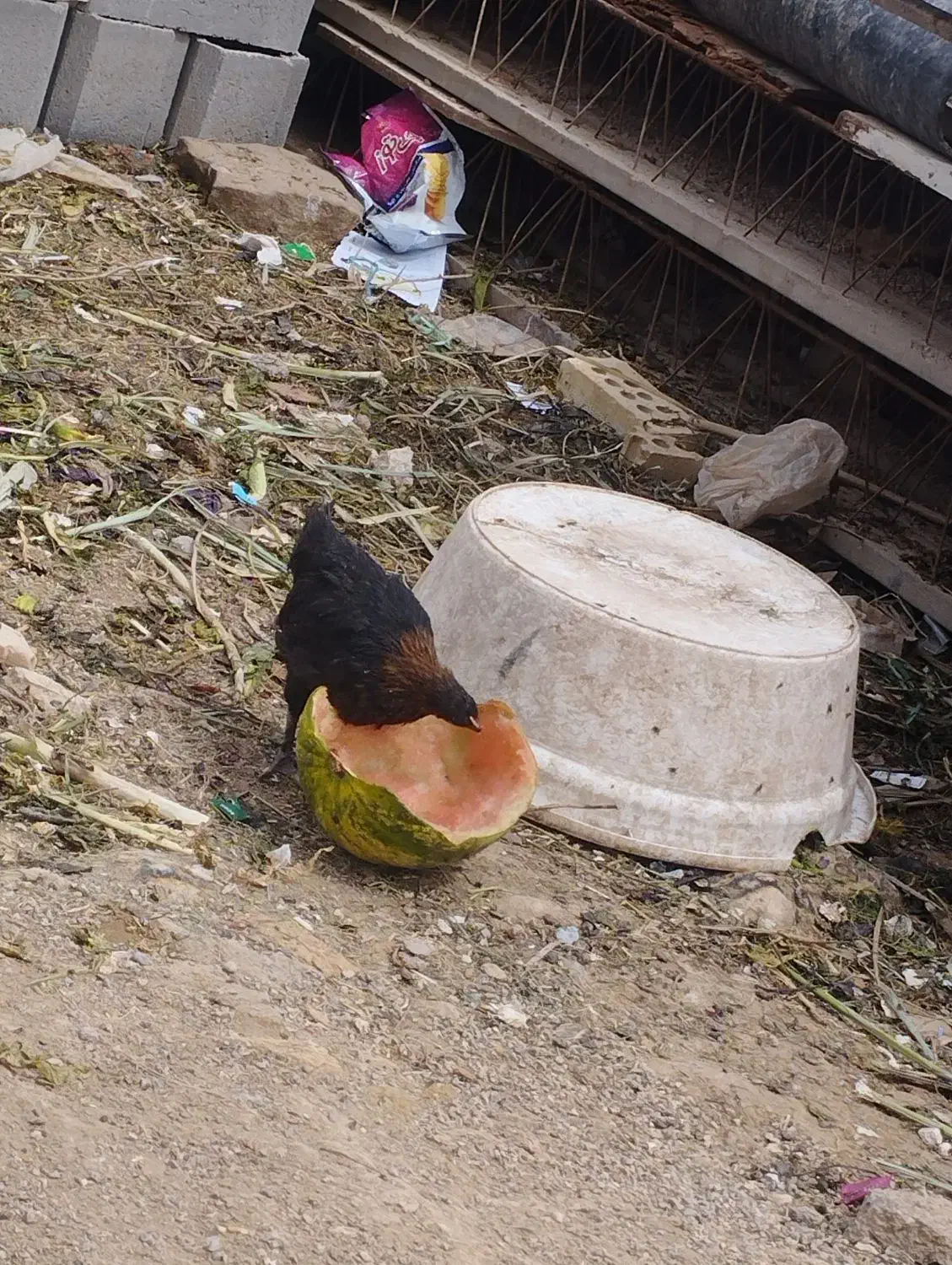 محلی|حیوانات مزرعه|کارون, |دیوار