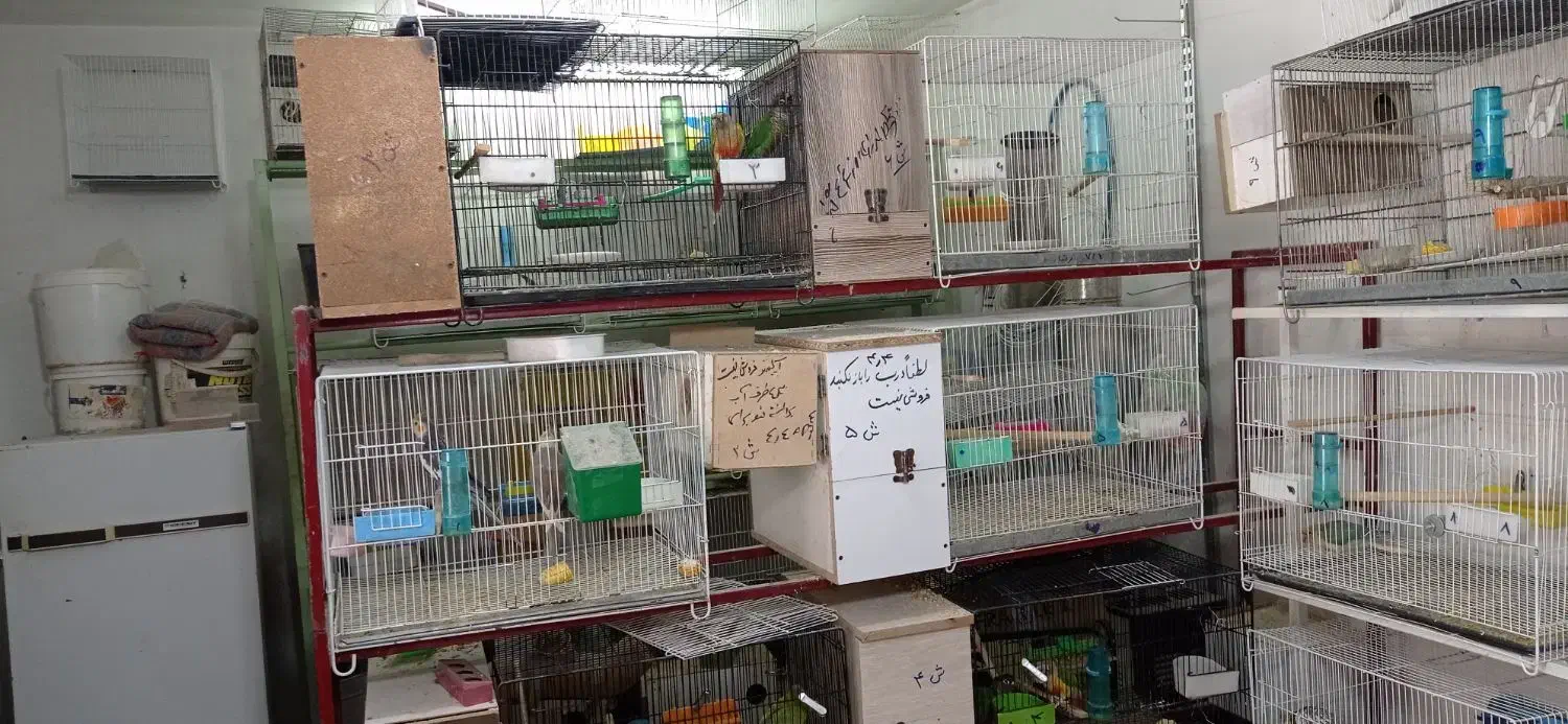 واگذاری پرنده فروشی وکلی لوازم جانبی قفس وپایه|پرنده|تربت‌حیدریه, شهرک ولیعصر|دیوار