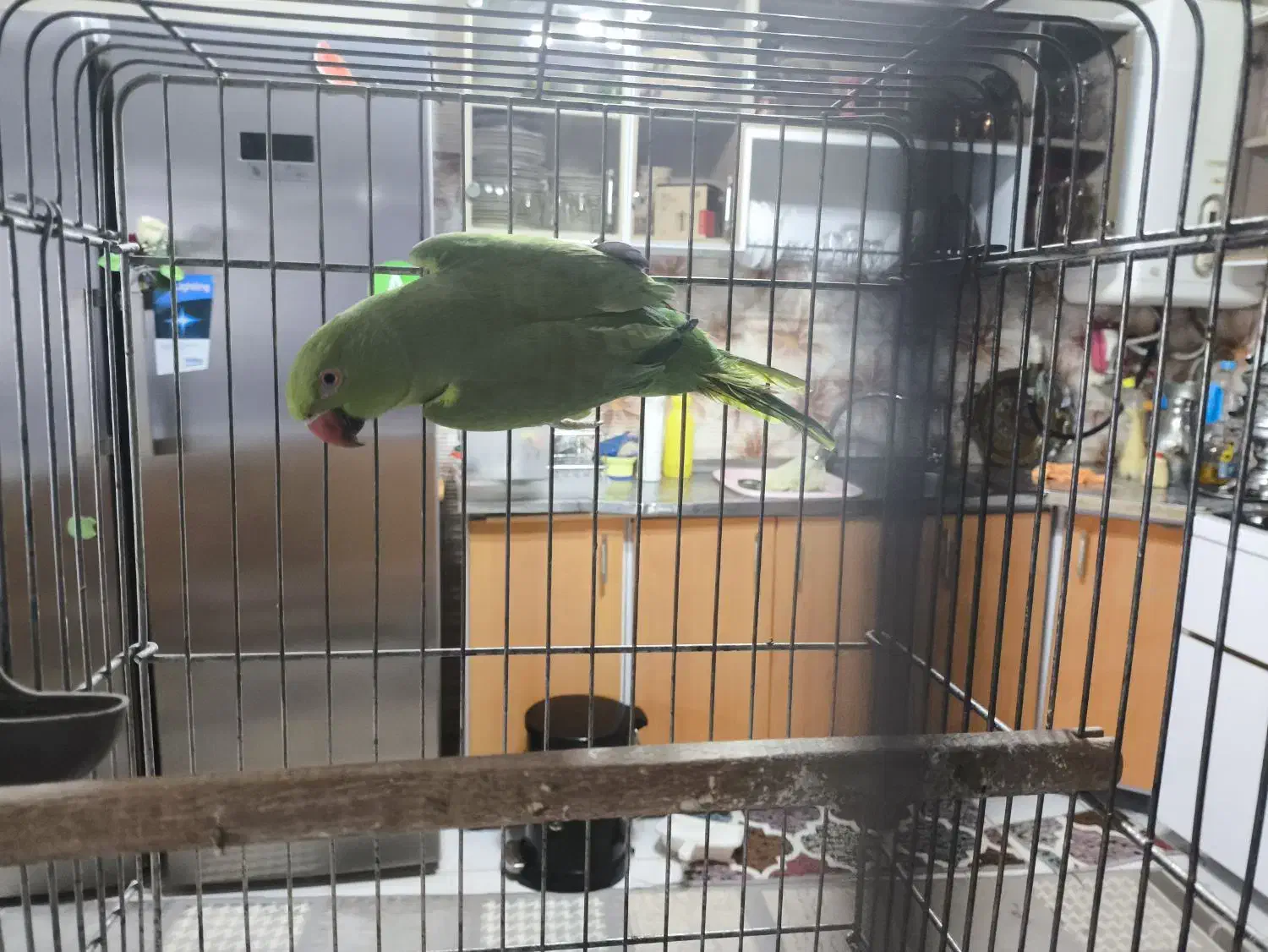 طوطی ملنگو مولد|پرنده|بروجن, |دیوار