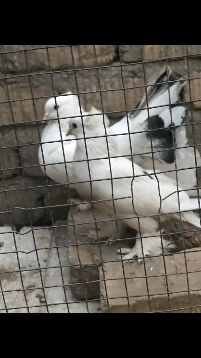 یک جفت کبوتر نر سینه لرزون ماده پاپر بلند|پرنده|شاهین‌شهر, شهرک گلدیس|دیوار