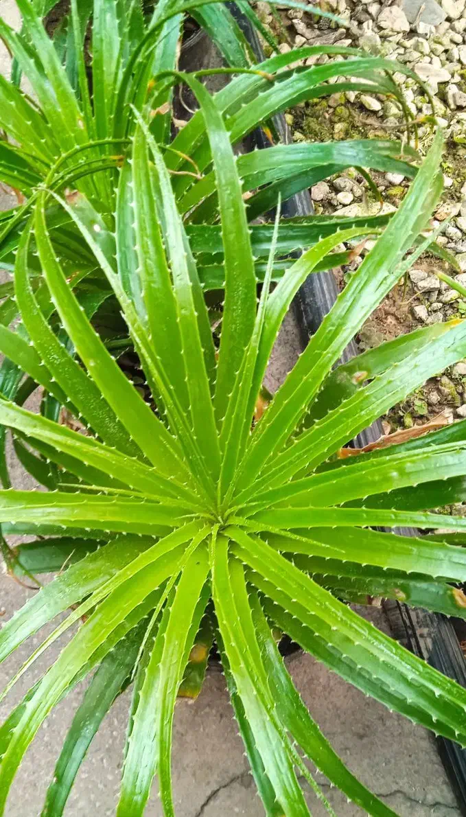 گل ختمی هندی|آرایشی، بهداشتی، درمانی|بروجرد, |دیوار