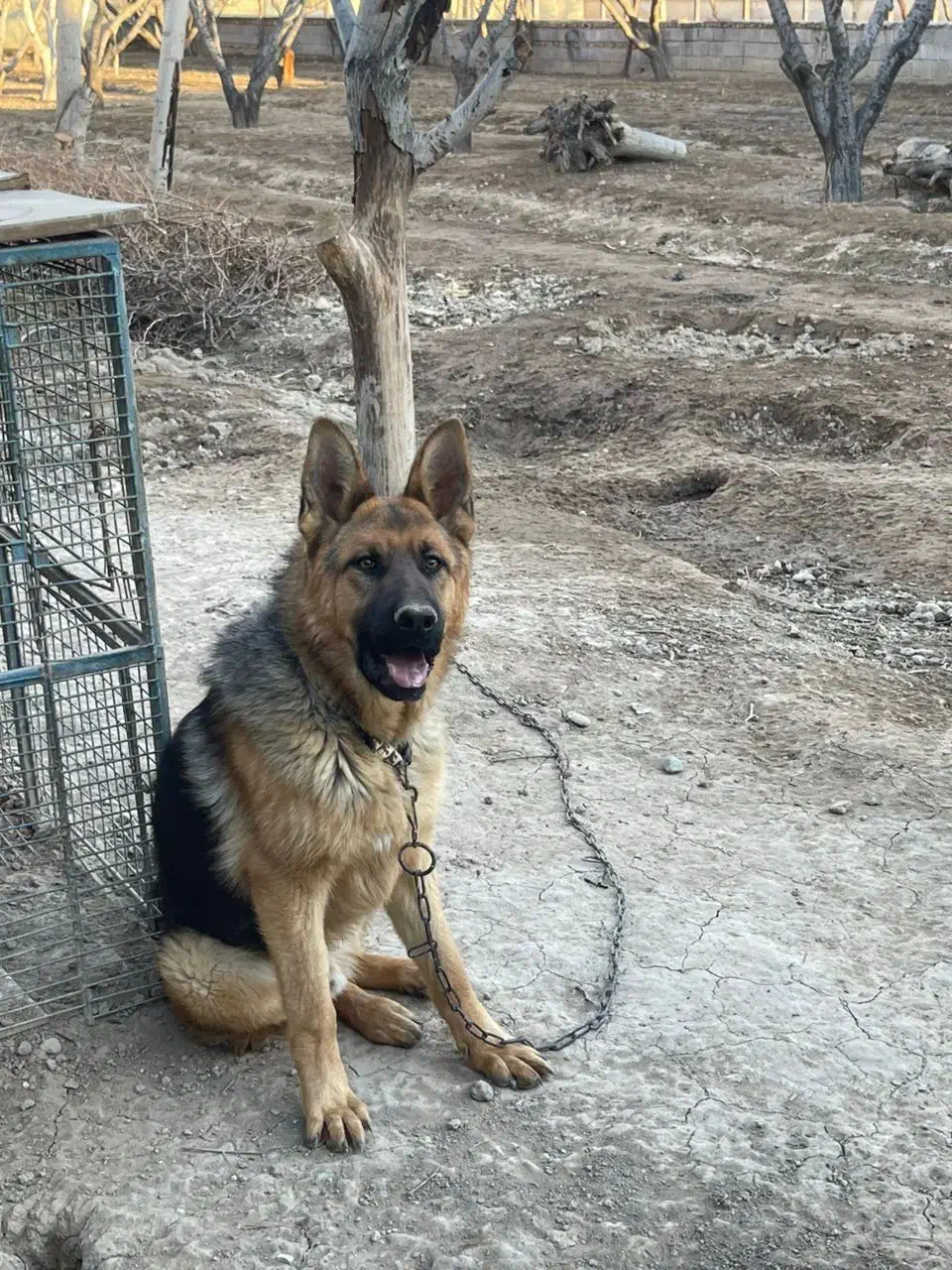 ژرمن|سگ|کرج, مصباح|دیوار