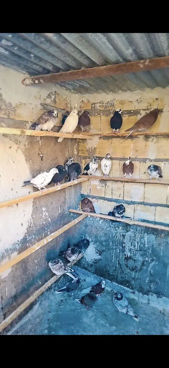 گمشده|حیوانات|آران و بیدگل, |دیوار