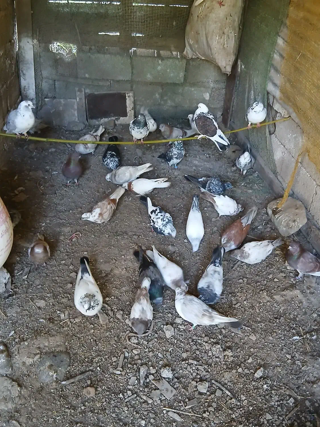 کبوتر|پرنده|سنگر, |دیوار