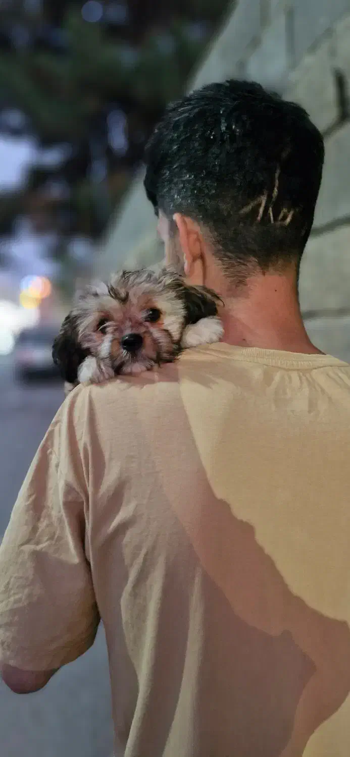 واگزاری|سگ|پاکدشت, حصار امیر|دیوار