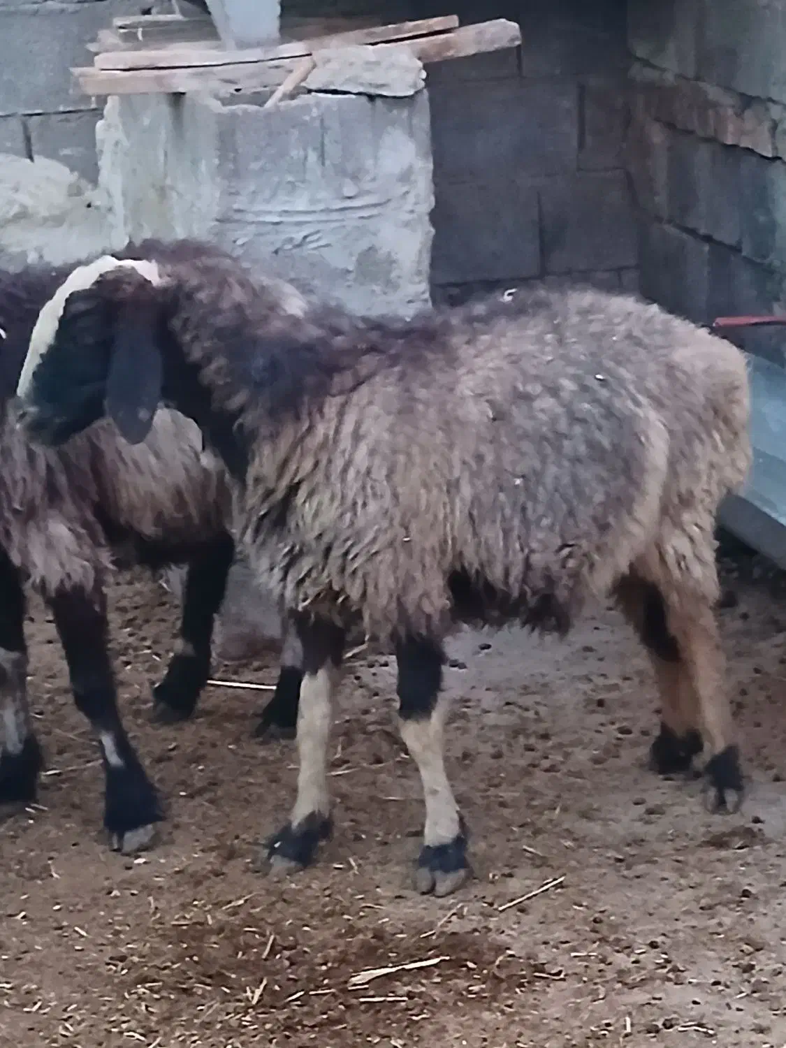 میش آبستن داشتی تمیز|حیوانات مزرعه|مرودشت, مختارآباد|دیوار