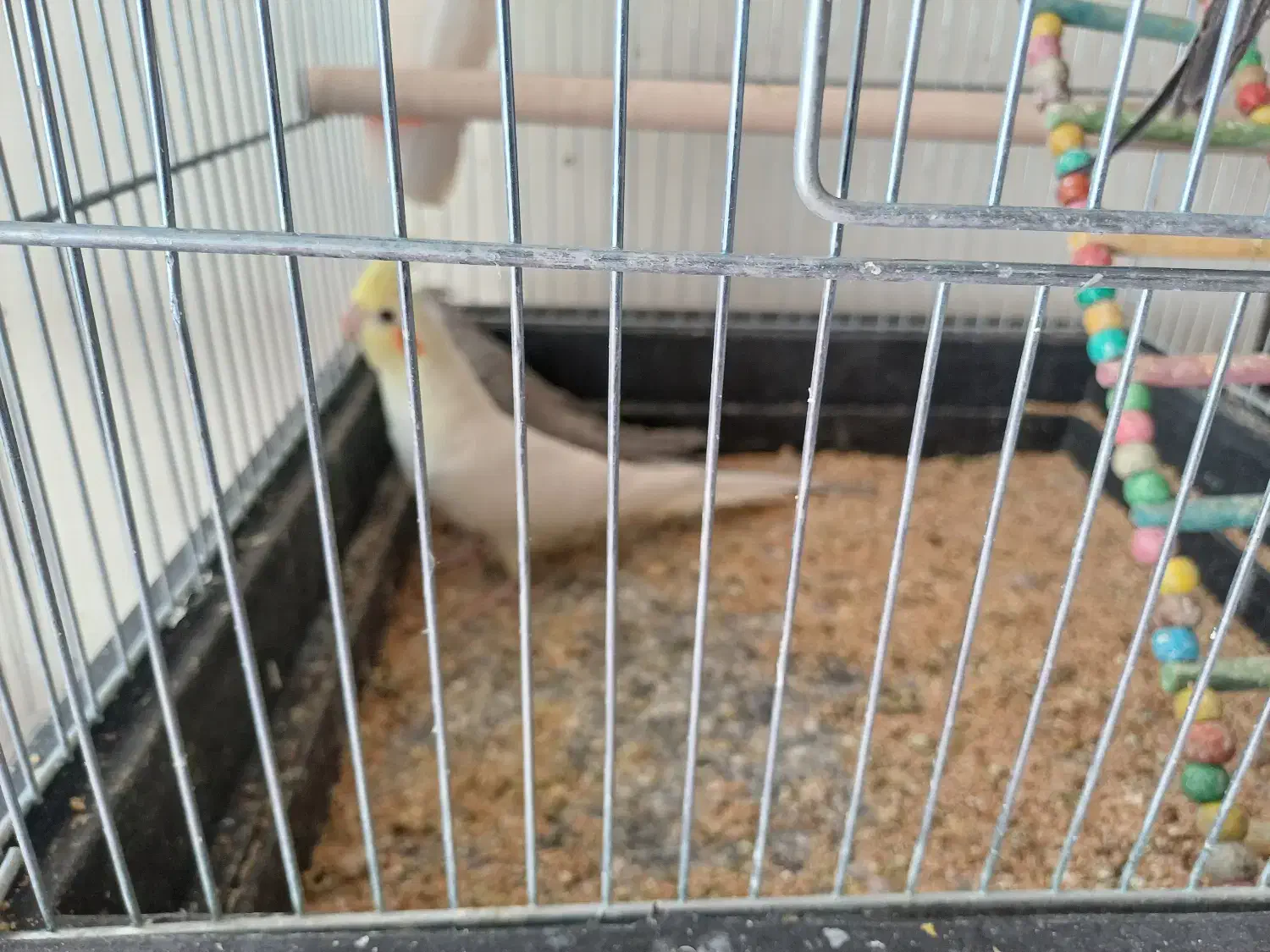 عروس هلندی سخن گو ۶ ماهه|پرنده|خمینیشهر, |دیوار