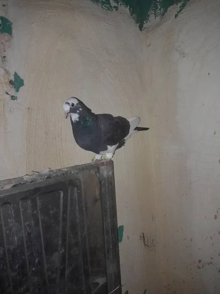 کبوتر ابلغ|پرنده|گتوند, |دیوار