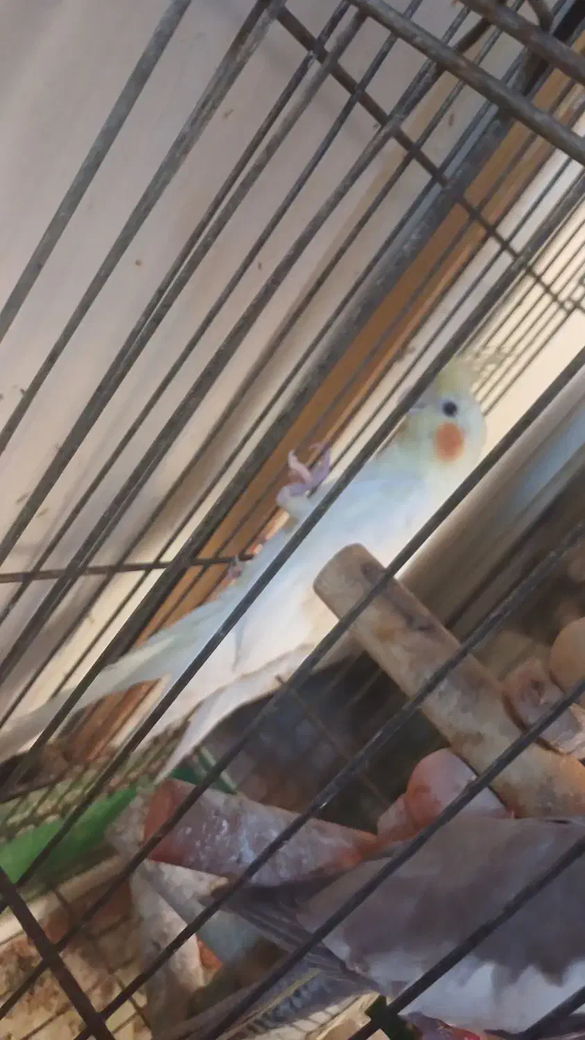 عروس پاریس یا هلندی|پرنده|اهواز, سلطانمنش|دیوار