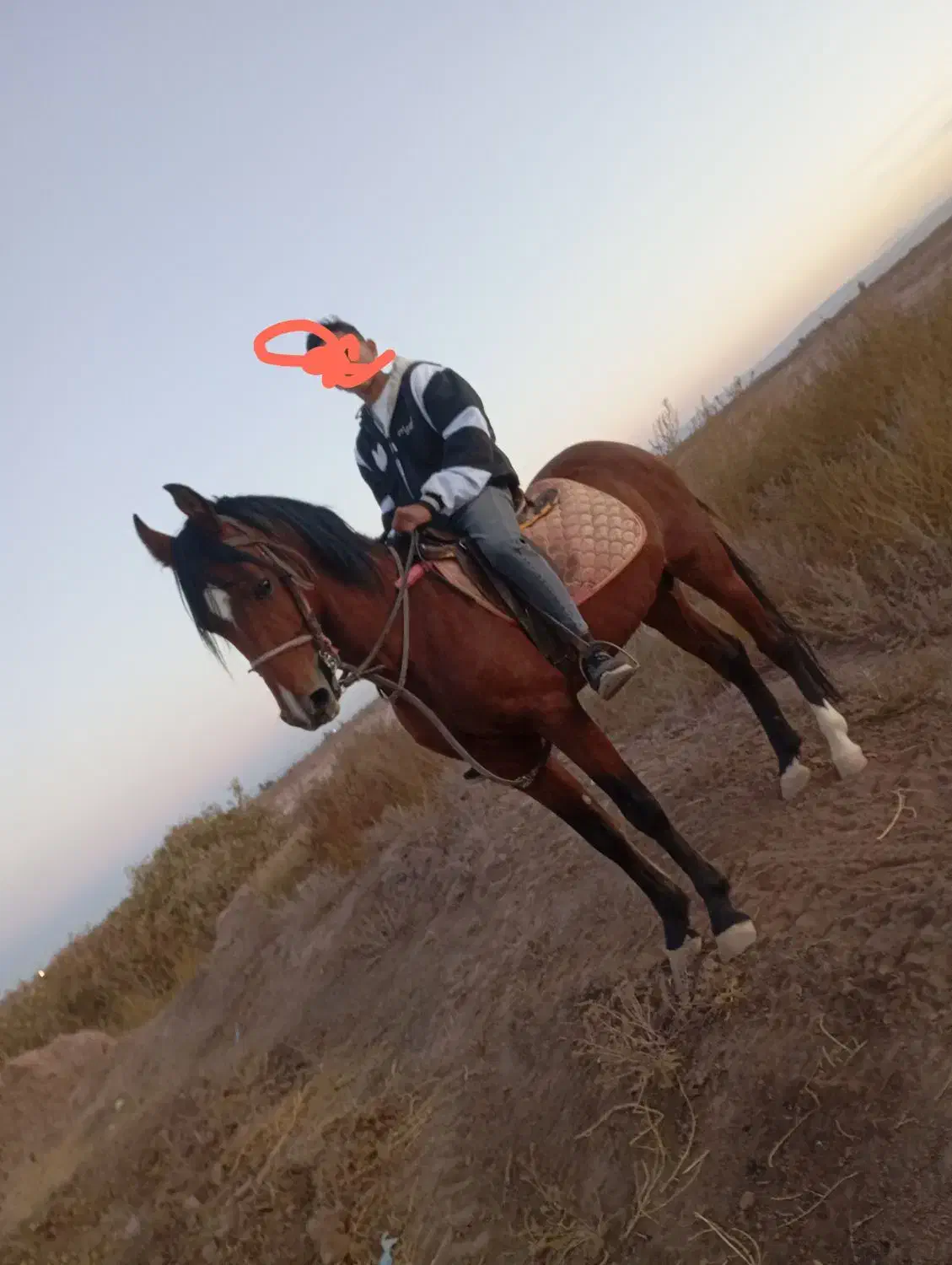 سلام اسب نریان به فروش می رسد|اسب و تجهیزات اسب‌سواری|رفسنجان, |دیوار