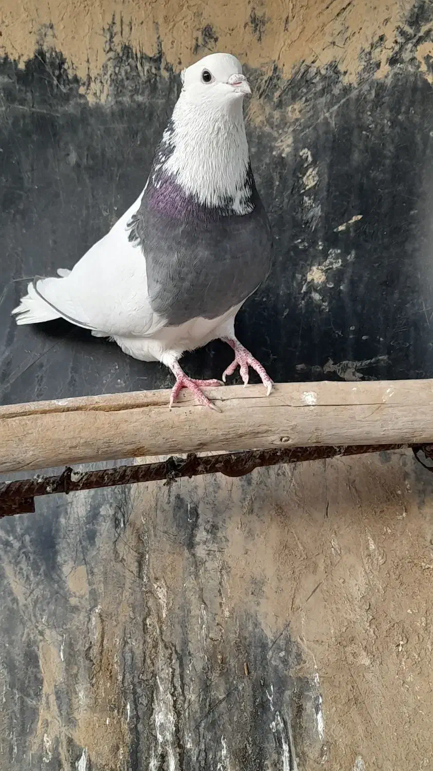 ۵۰۰۰۰۰|پرنده|سوسنگرد, |دیوار