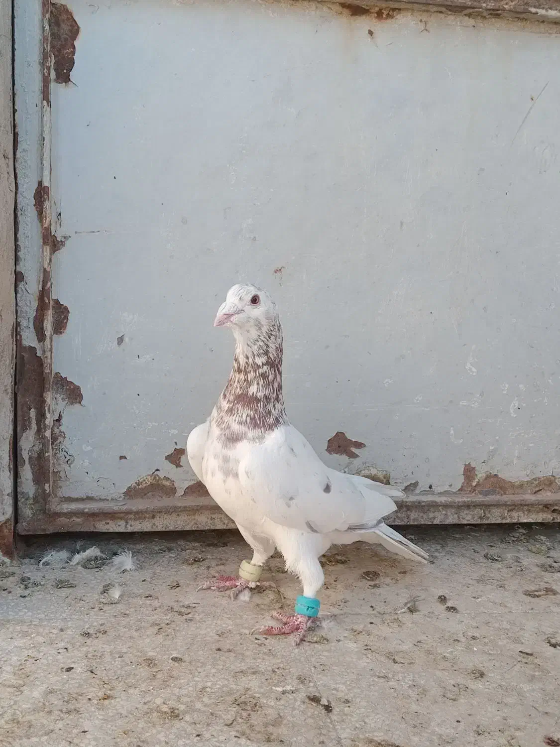 کفترپرشی|پرنده|اسفراین, |دیوار