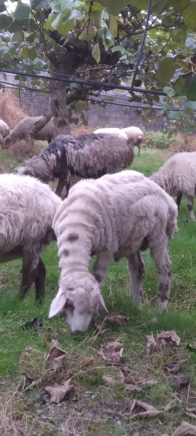 فروش گوسفند نر وماده|حیوانات مزرعه|تالش, جوکندان|دیوار