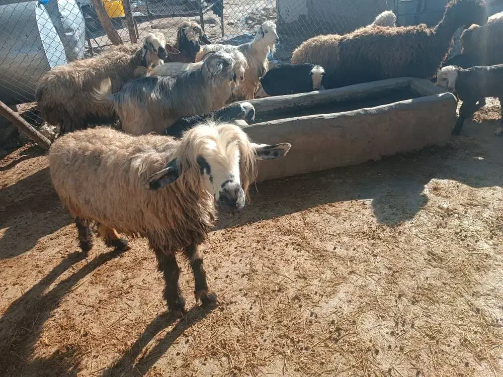 میش|حیوانات مزرعه|ایذه, |دیوار