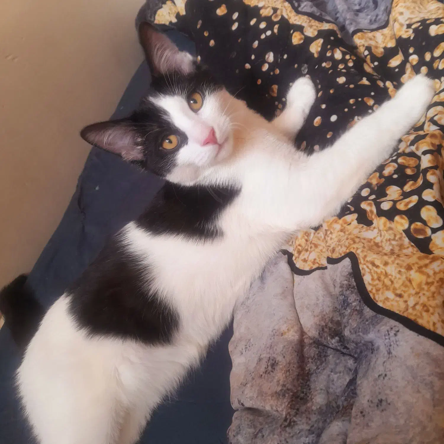 گربه dsh|گربه|همدان, |دیوار