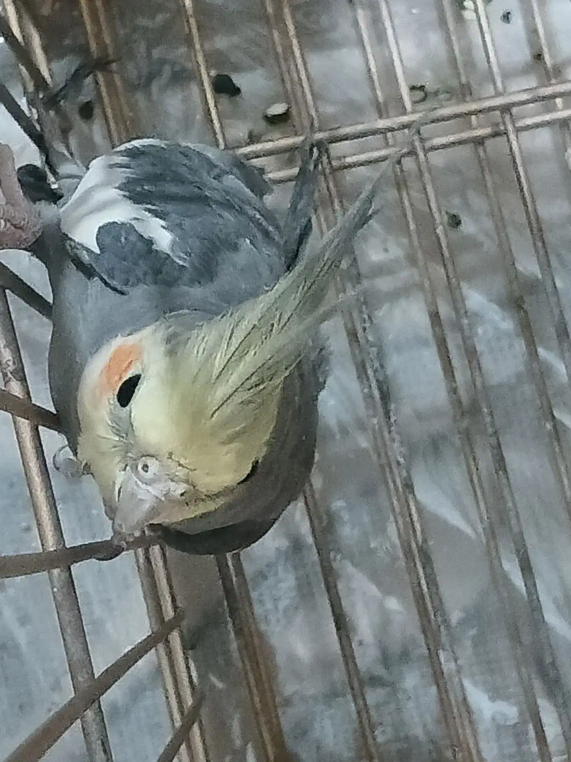 عروس هلندی|پرنده|تهران, شکیبا|دیوار