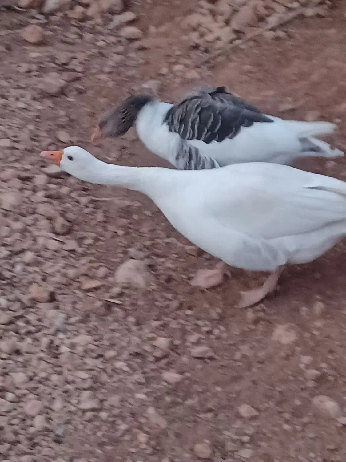 غازیک جفت نر وماده|حیوانات مزرعه|یاسوج, |دیوار