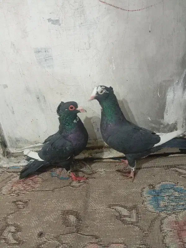 جفت پلنگ کلای  خوشکل|پرنده|کرمان, |دیوار