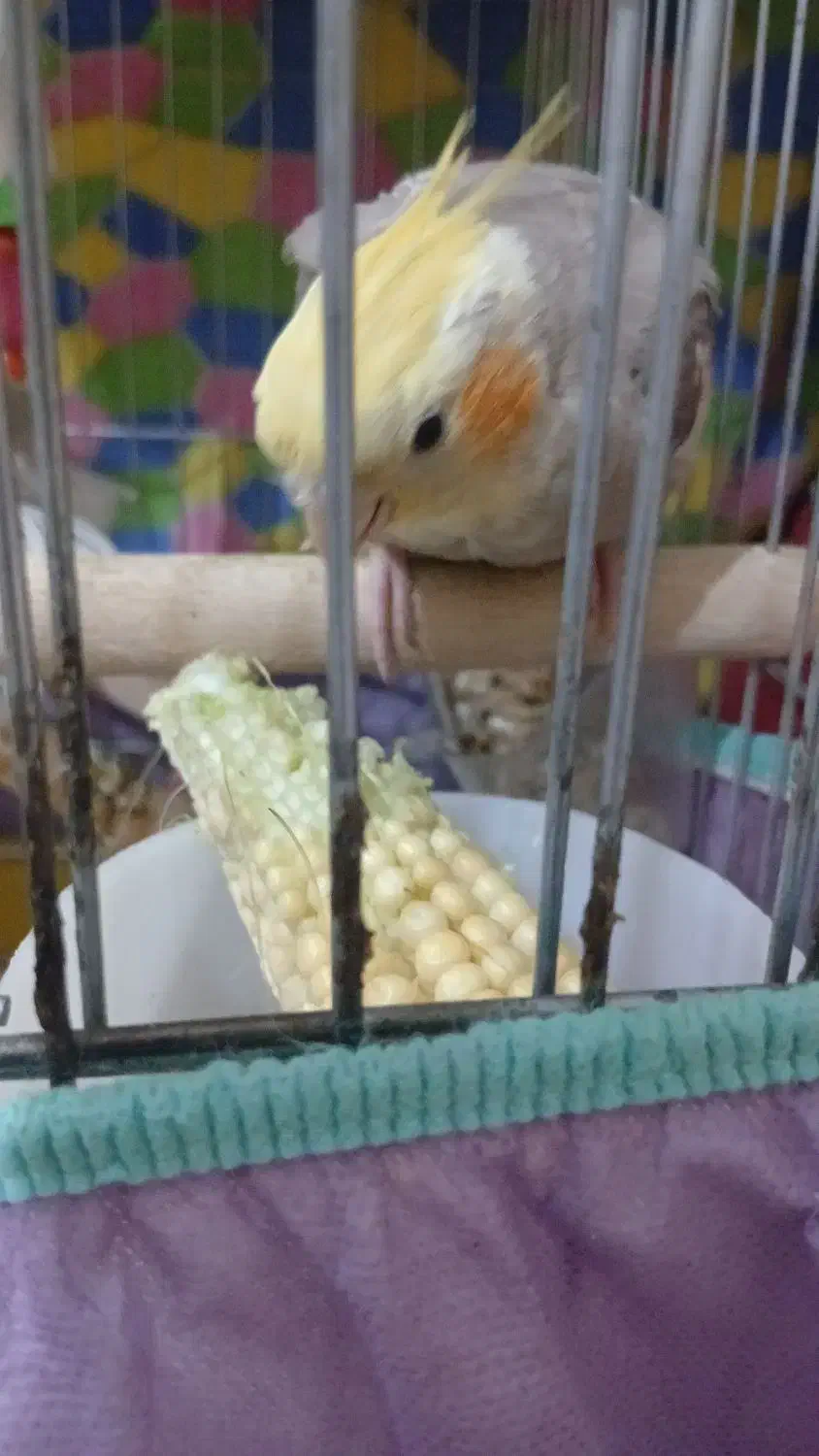 گم شدن|حیوانات|بندر گناوه, |دیوار