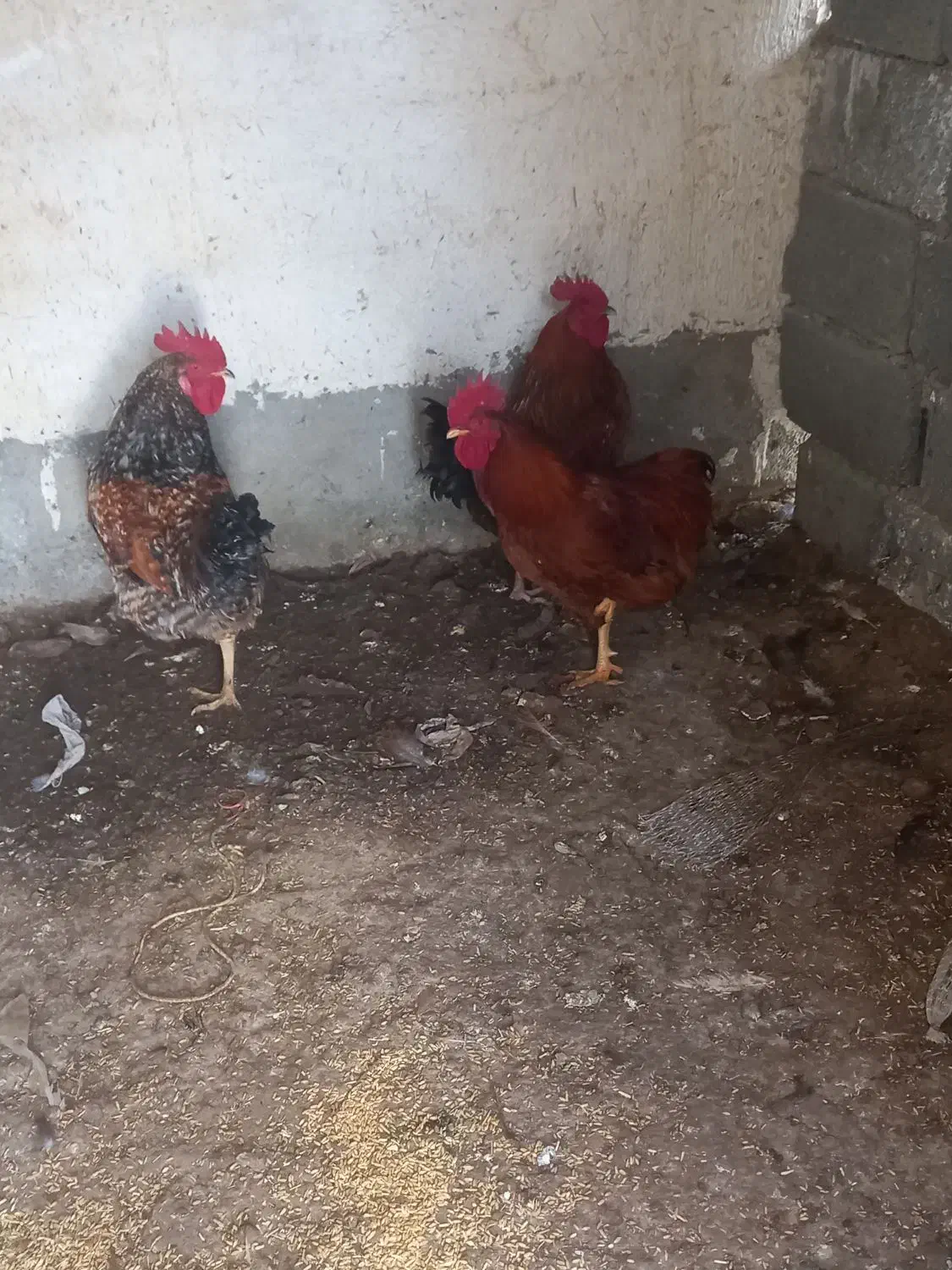 فروش خروس|حیوانات مزرعه|هشتگرد, تهران دشت|دیوار