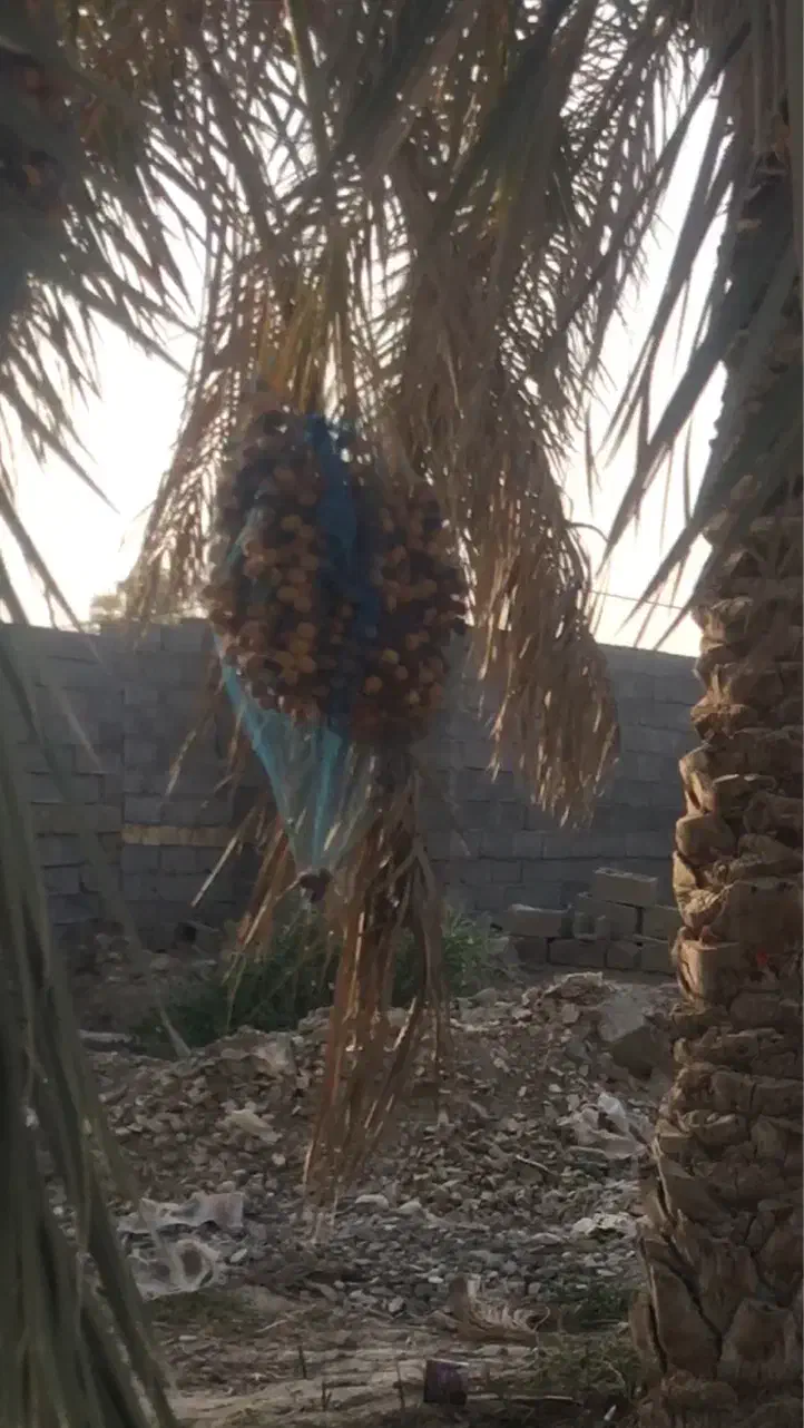 پاجوش نخل برحی|گل و گیاه طبیعی|هندیجان, |دیوار