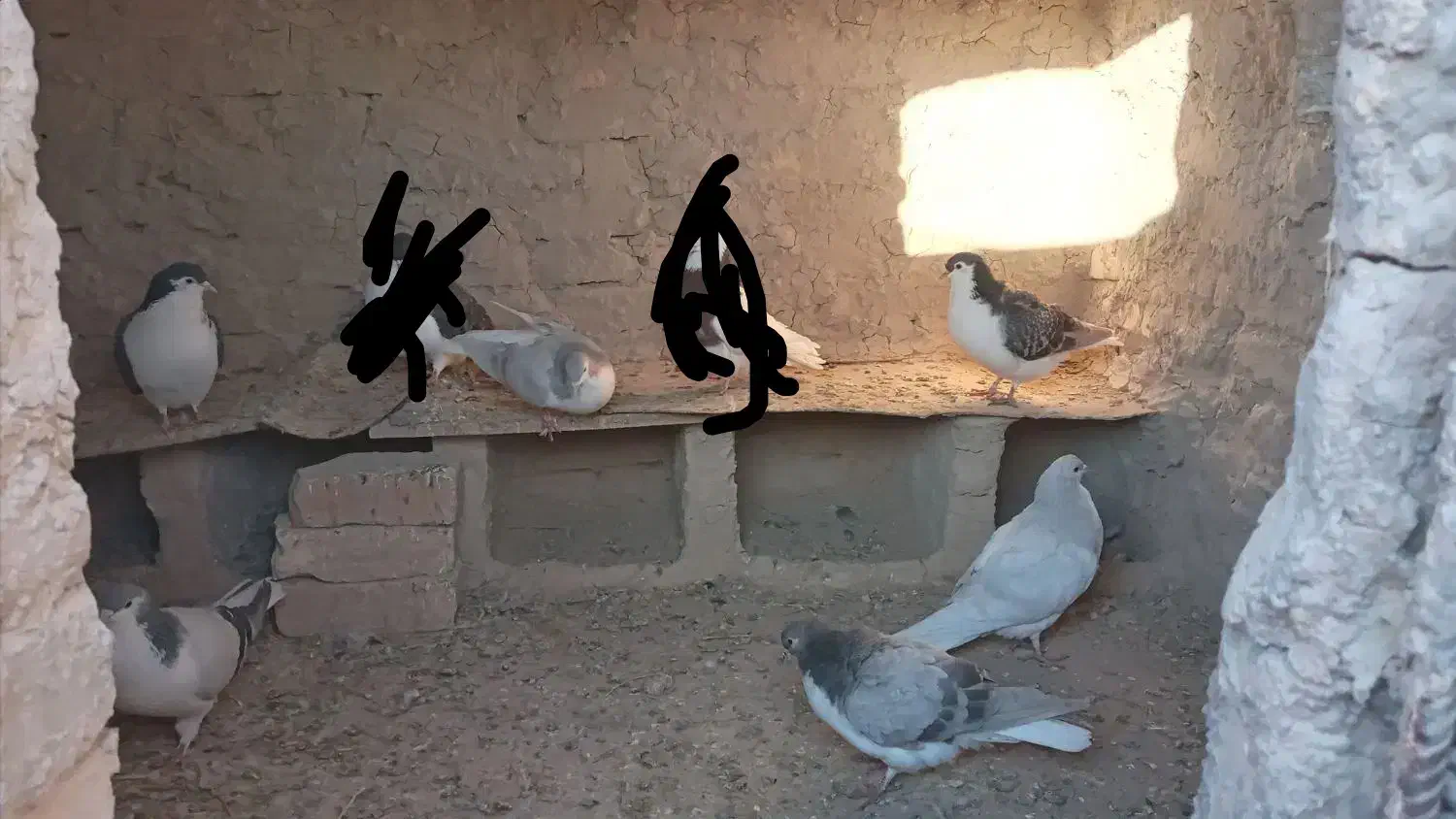 کفتر سده،ساده فروشی دونه ۲۵۰ت|پرنده|اسفراین, |دیوار