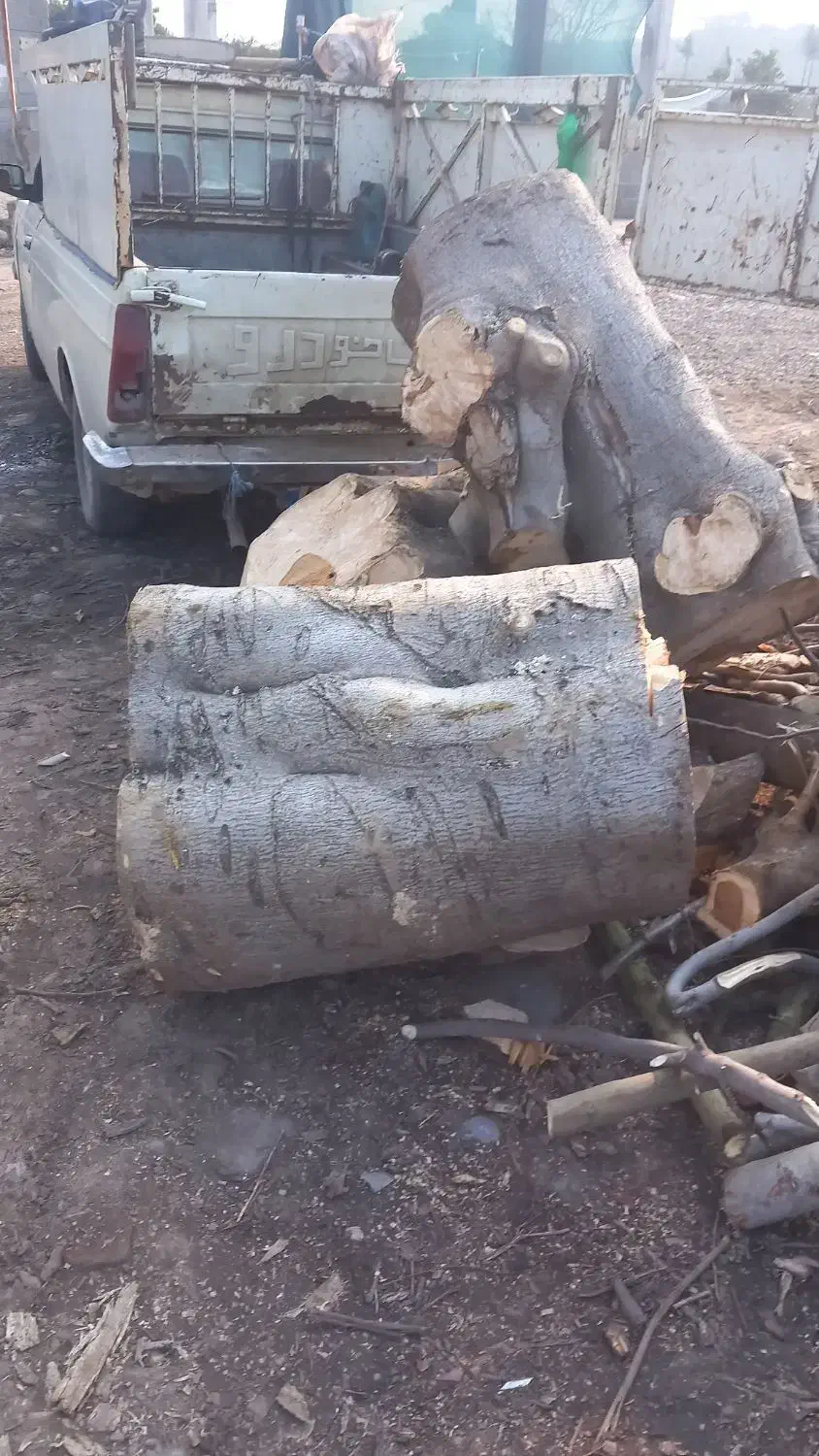 قطع ‌خرید چوب باغی|خدمات باغبانی و درختکاری|گلوگاه بابل (گلیا), |دیوار