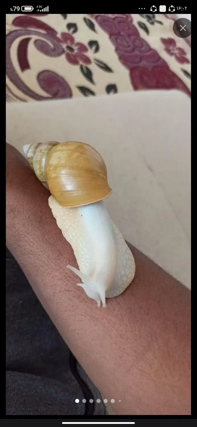 حلزون اچاتینا البینو|خزنده|شیراز, شهرک ترکان|دیوار