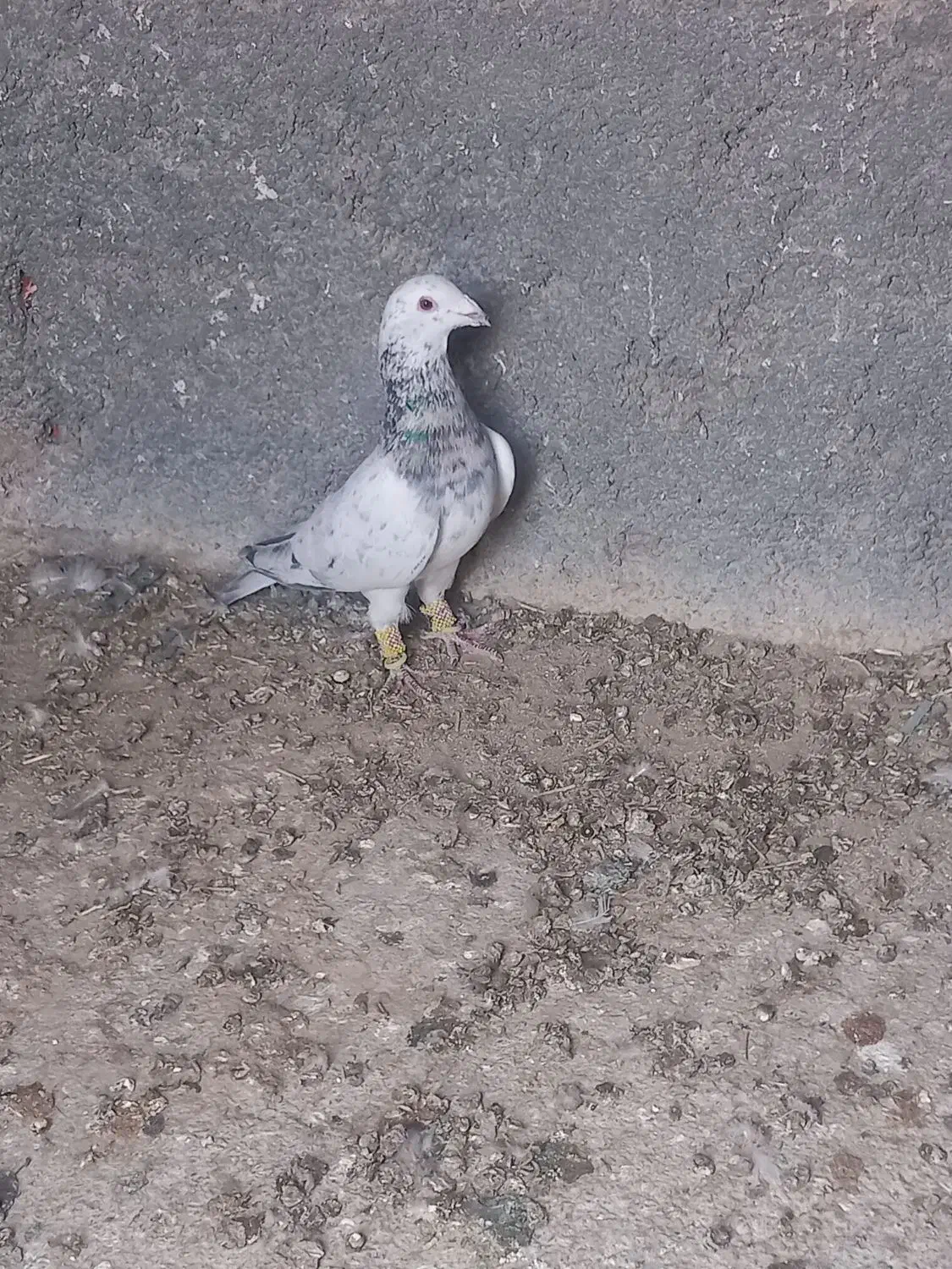 کفتر کبوتر|پرنده|شیروان (خراسان), |دیوار