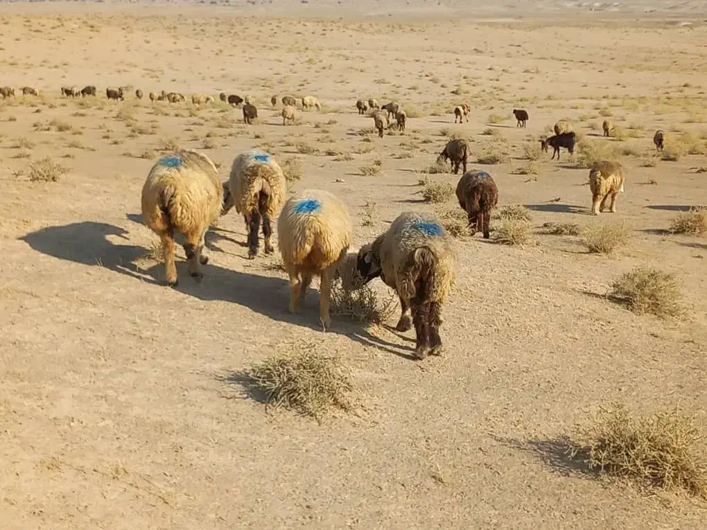 35 راس میش ترکی بختیاری آبستن|حیوانات مزرعه|کازرون, |دیوار