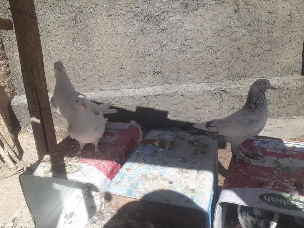 کبوتر فروشی|پرنده|فارسان, |دیوار