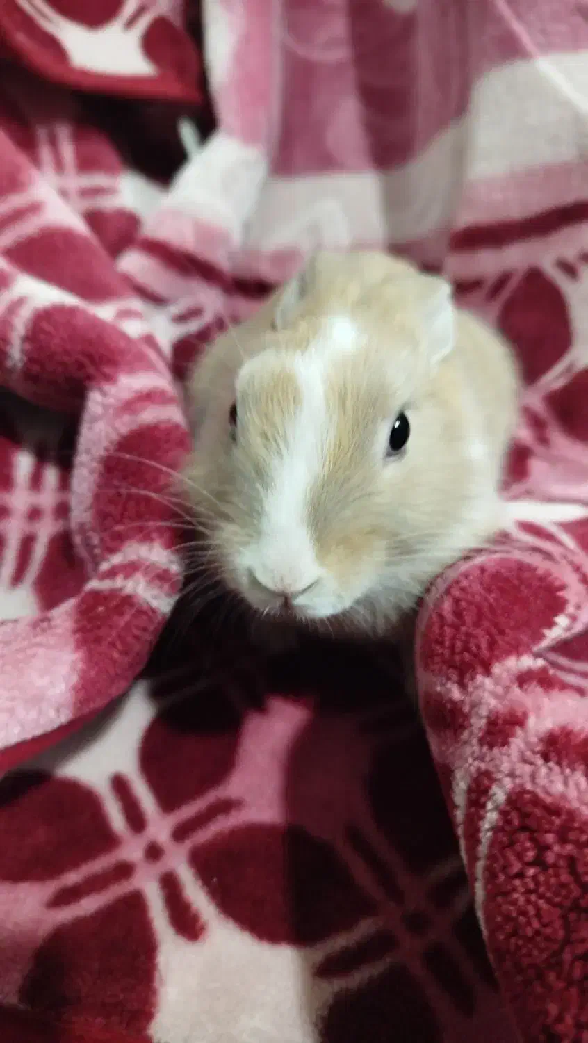 خرگوش لوپ|موش و خرگوش|گلبهار, شهر جدید گلبهار|دیوار