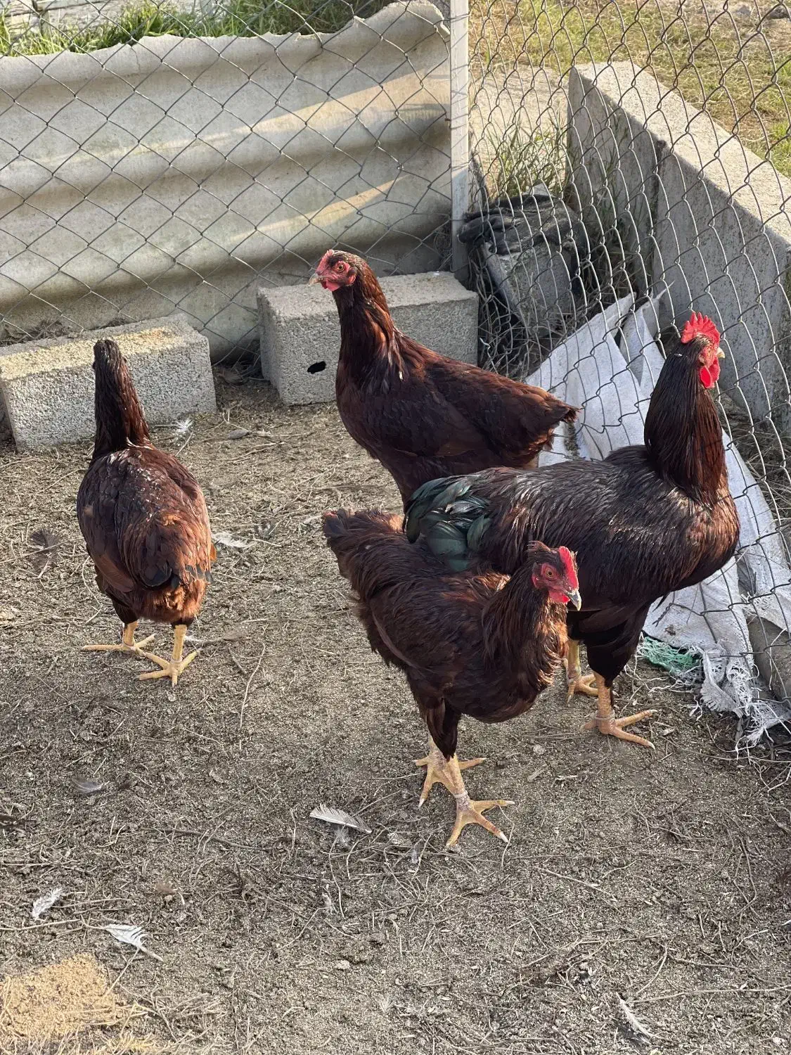 مرغ وخروس نژاد رد آیلند اصل|حیوانات مزرعه|سرخه حصار, |دیوار