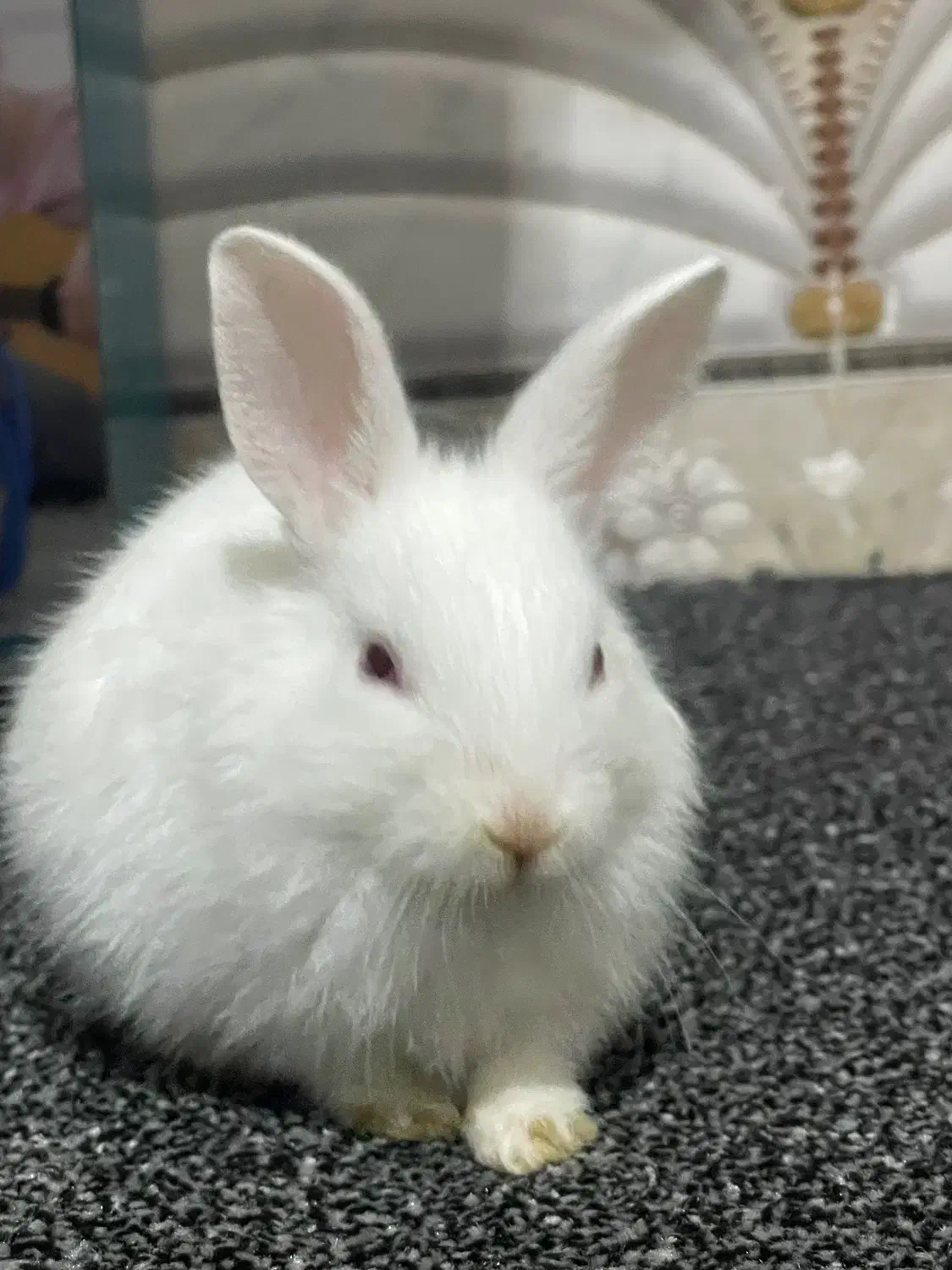 خرگوش|موش و خرگوش|میناب, |دیوار