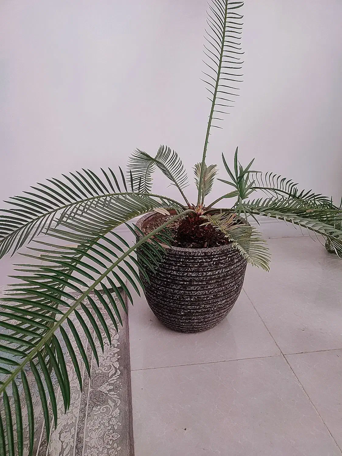 نخل سیکاس|گل و گیاه طبیعی|جهرم, |دیوار