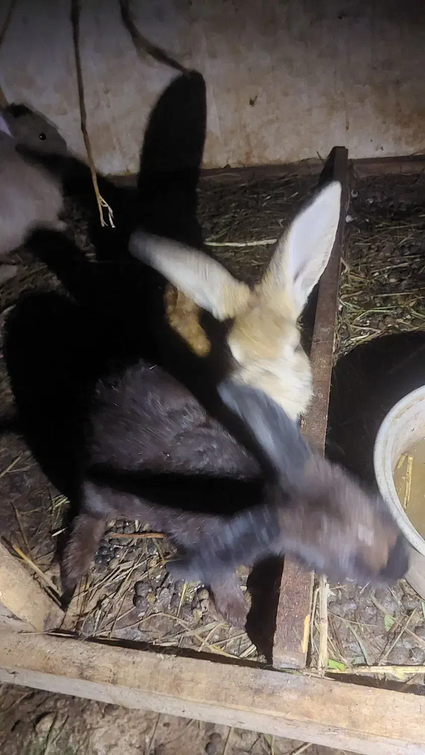 خرگوش بالق|موش و خرگوش|رشت, شهرک صبا|دیوار