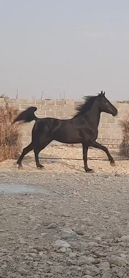 اسب مشکی|اسب و تجهیزات اسبسواری|بستک, |دیوار