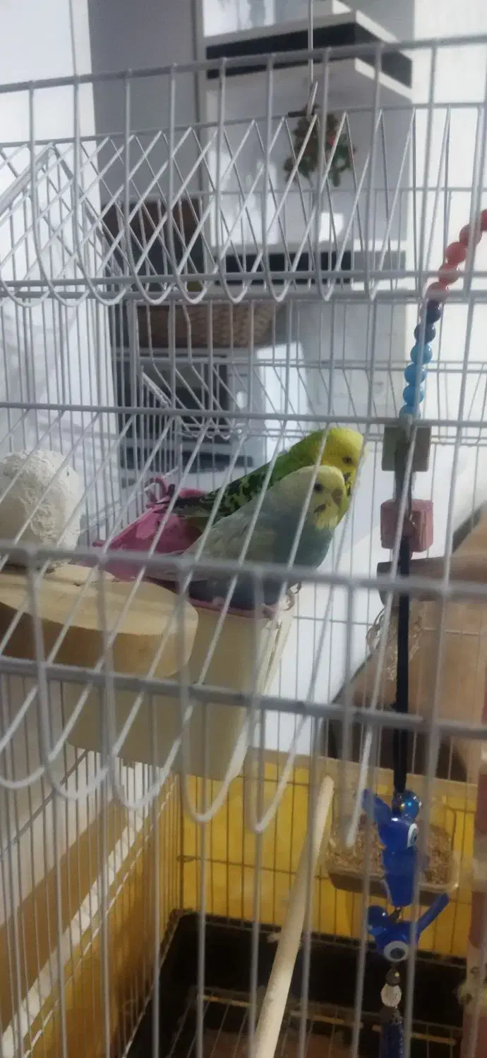 مرغ عشق|پرنده|محمدیه-قزوین, |دیوار