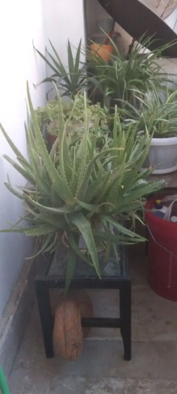 آلوورا شاداب|گل و گیاه طبیعی|محمدشهر, شهرک پیام (مهرالبرز)|دیوار