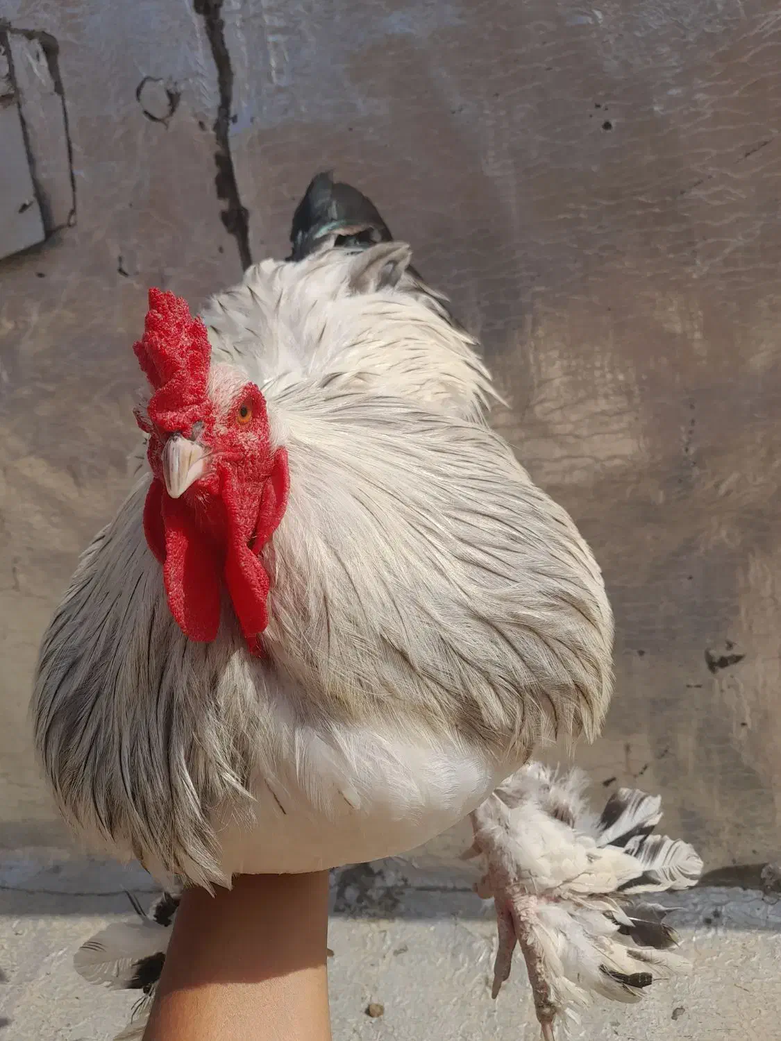 فروش تک خروس برهما لایت وارداتی|حیوانات مزرعه|گنبد کاووس, |دیوار