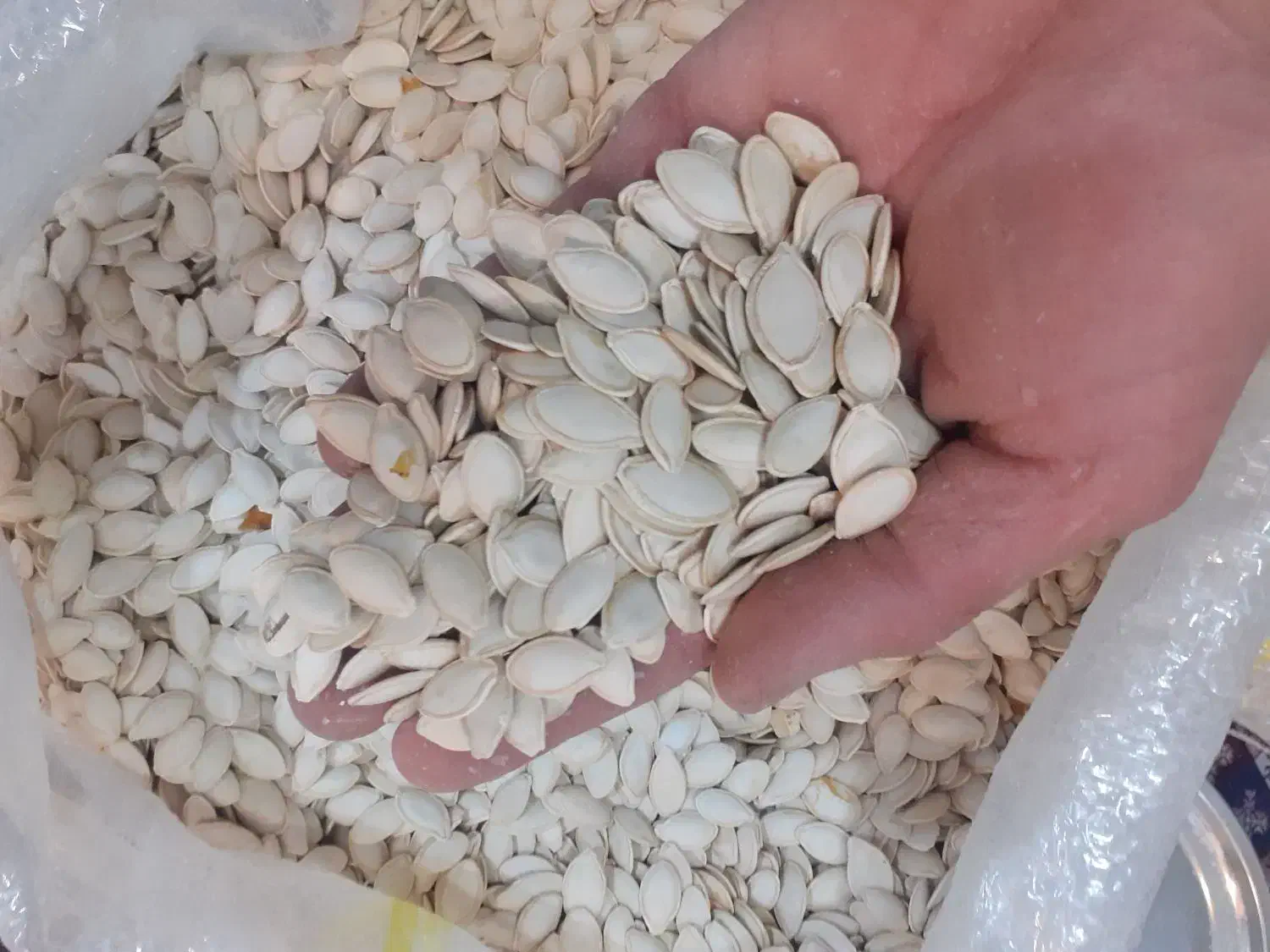 تخمه کدو درجه یک نو|عمده‌فروشی|سمیرم, |دیوار