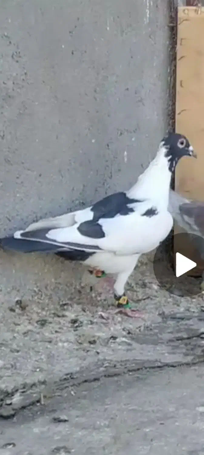 گمشده|حیوانات|زاهدان, |دیوار