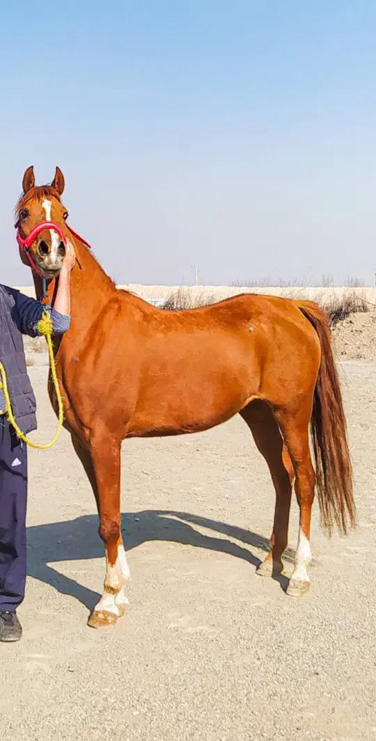 اسب عرب|اسب و تجهیزات اسب‌سواری|شهریار, رزکان|دیوار