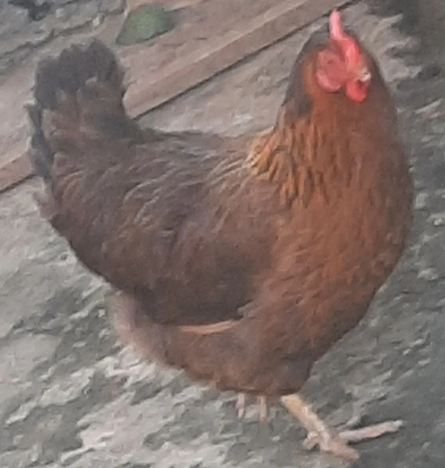 مرغ خروس|حیوانات مزرعه|رامسر, |دیوار