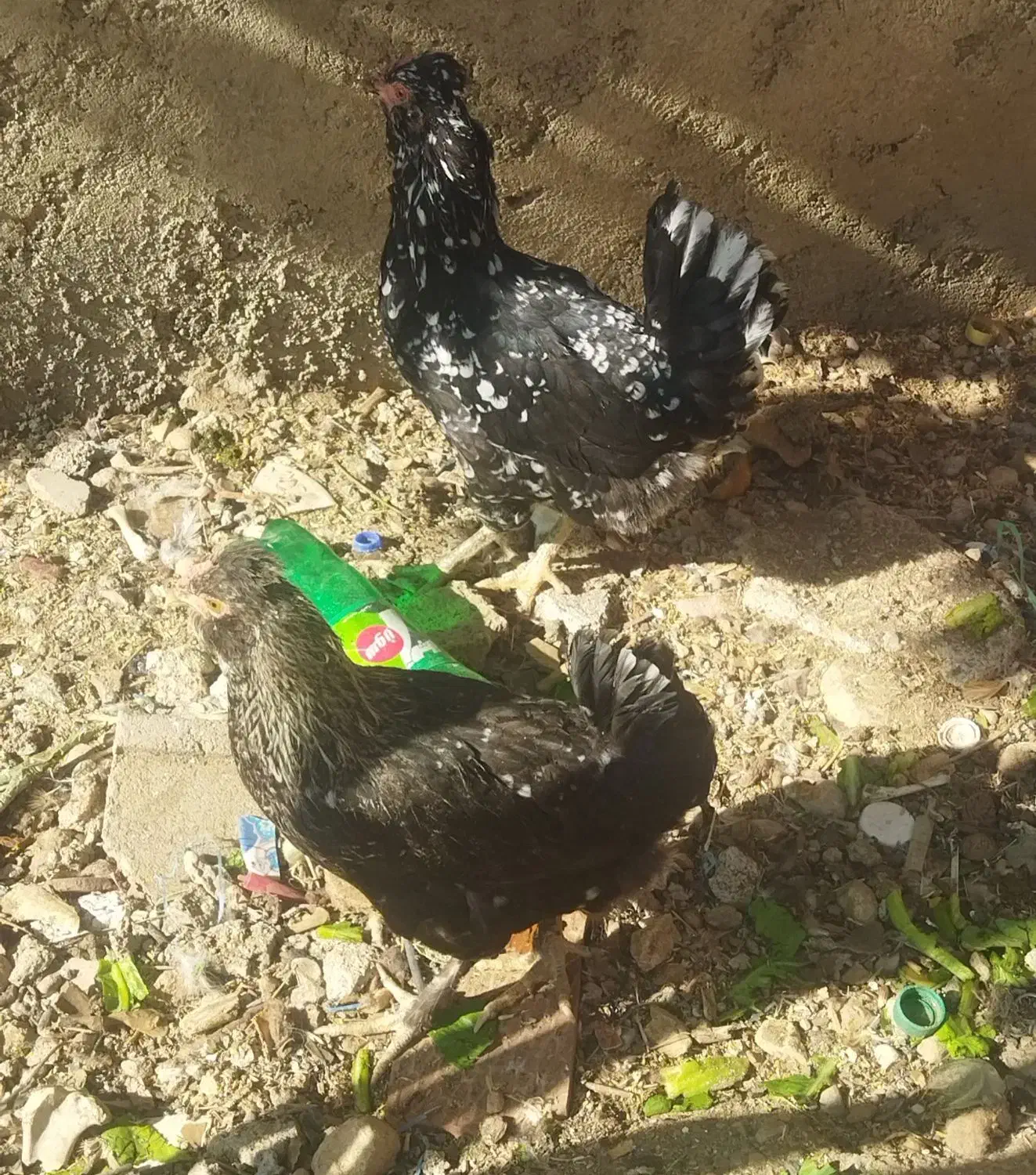 مرغ گلین پابر ریشی معاوضه با غاز|حیوانات مزرعه|یاسوج, |دیوار